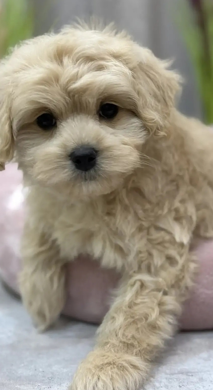 русалка Русская салонная собака