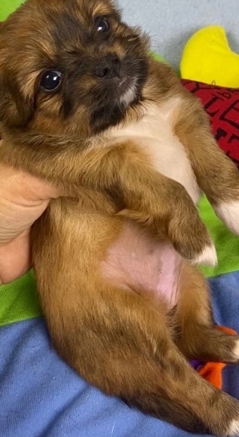 русалка Русская салонная собака