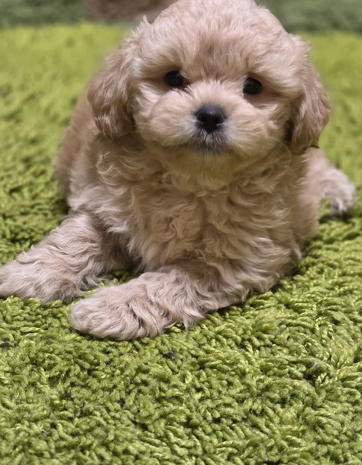 мальтипу мальтипу F 1