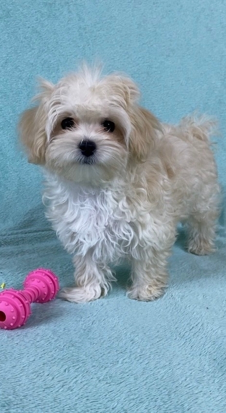 русалка Русская салонная собака