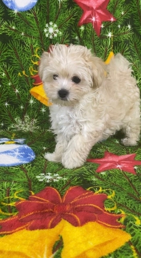 русалка Русская салонная собака