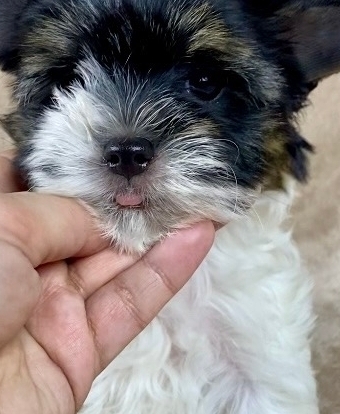 русалка Русская салонная собака