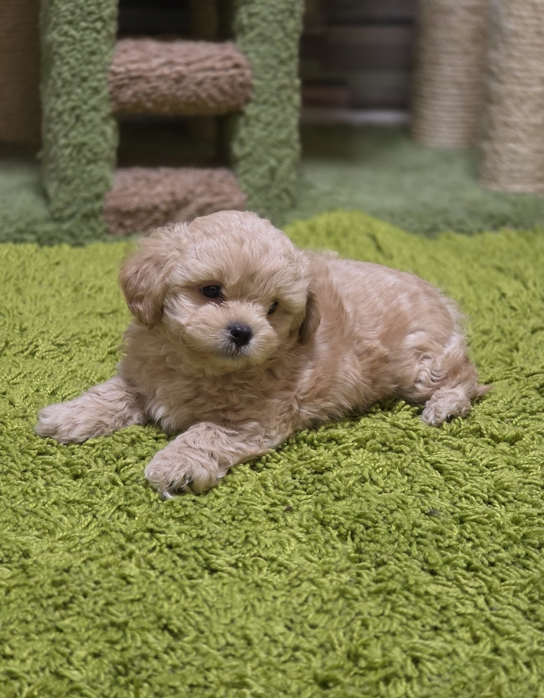 мальтипу мальтипу F 1