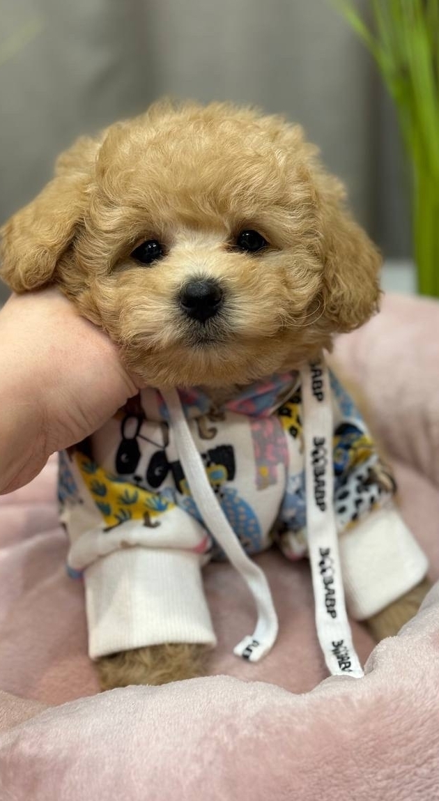 русалка Русская салонная собака