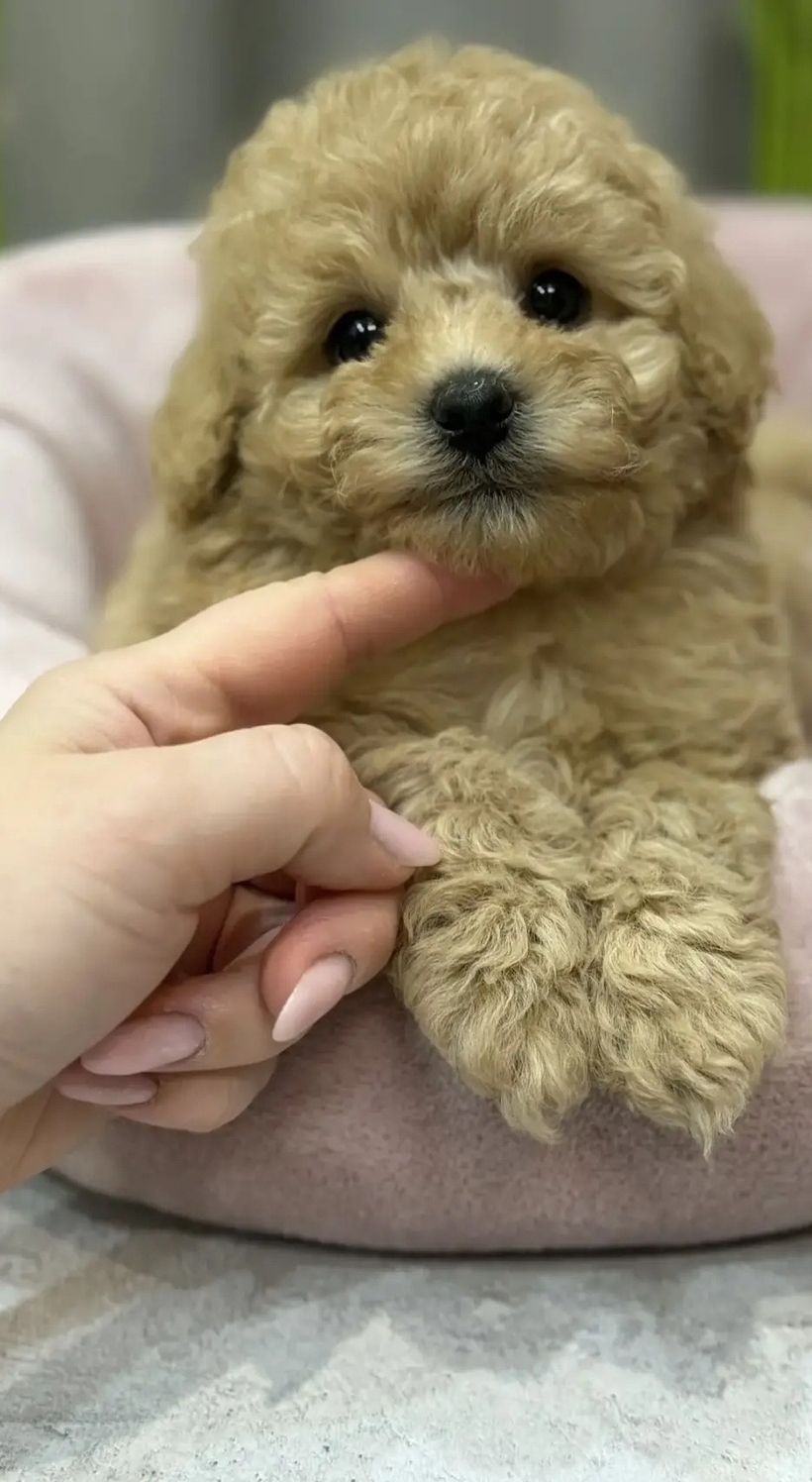 русалка Русская салонная собака