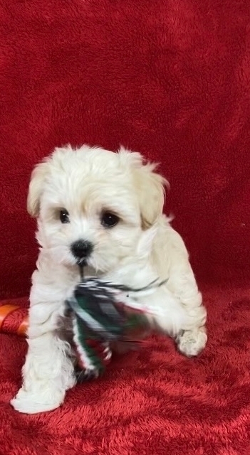 русалка Русская салонная собака