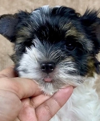 русалка Русская салонная собака