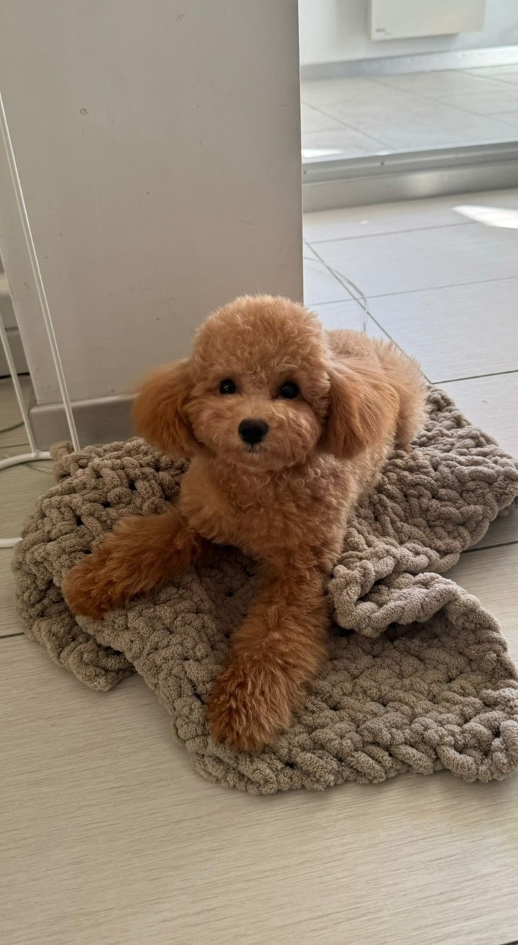 русалка Русская салонная собака