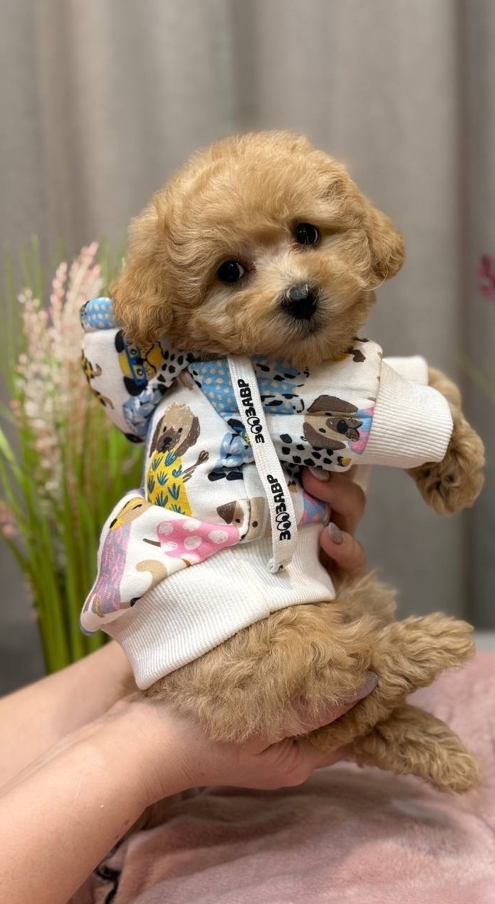 русалка Русская салонная собака