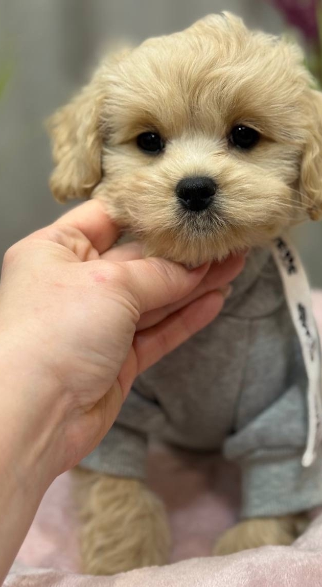 русалка Русская салонная собака