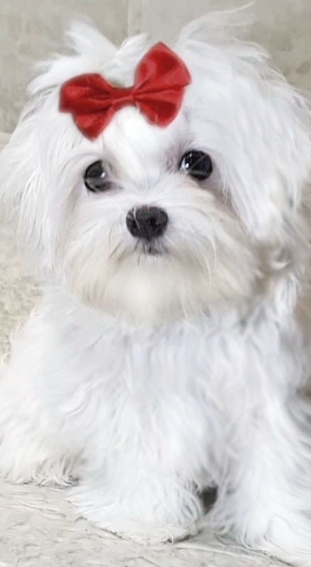 русалка Русская салонная собака