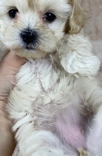 мальтипу мальтипу F 1